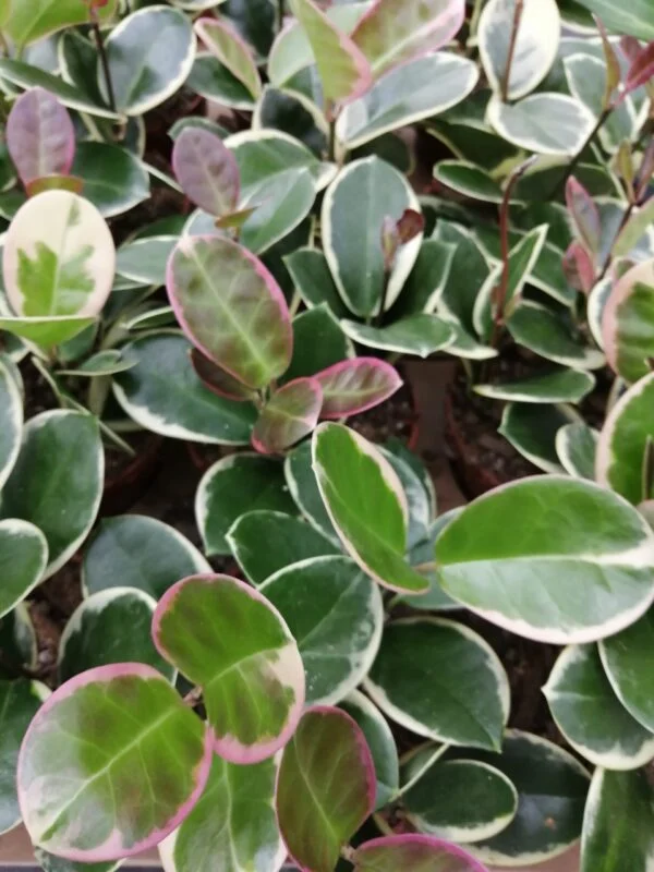 Hoya australis Blondie, foto 2