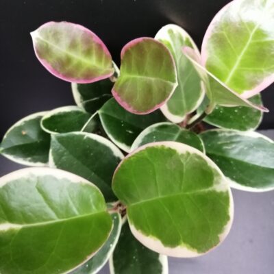 Hoya australis Blondie