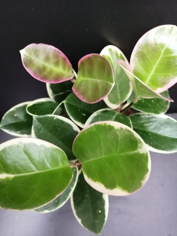 Hoya australis Blondie, pianta da interno
