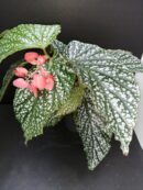 Begonia Alamo Olè