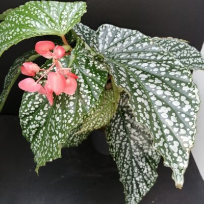 Begonia Alamo Olè
