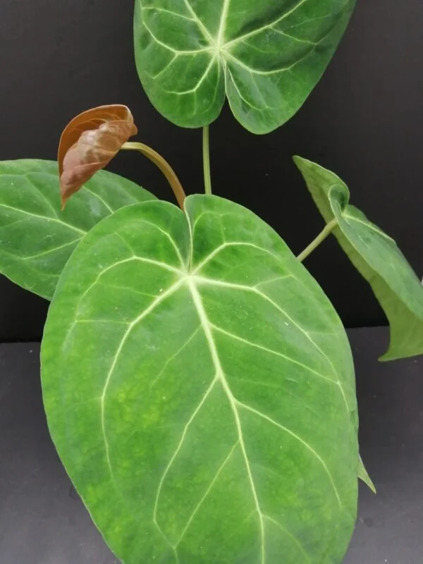 Anthurium magnificum, pianta da interno