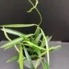 Hoya longifolia, pianta da interno