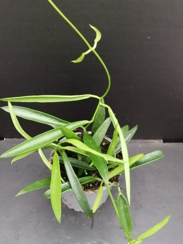 Hoya longifolia, pianta da interno