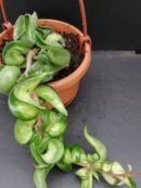 Hoya carnosa Mauna Loa