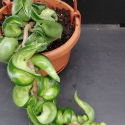 Hoya carnosa Mauna Loa