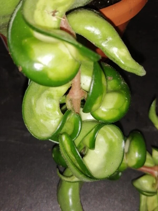 Hoya carnosa Mauna Loa, foto 3