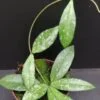 Hoya crassipetiolata Splash, pianta da interno
