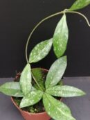 Hoya crassipetiolata splash