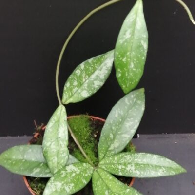Hoya crassipetiolata splash