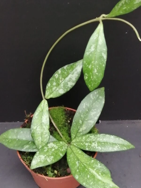 Hoya crassipetiolata Splash, pianta da interno