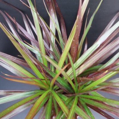 Dracaena marginata Magenta