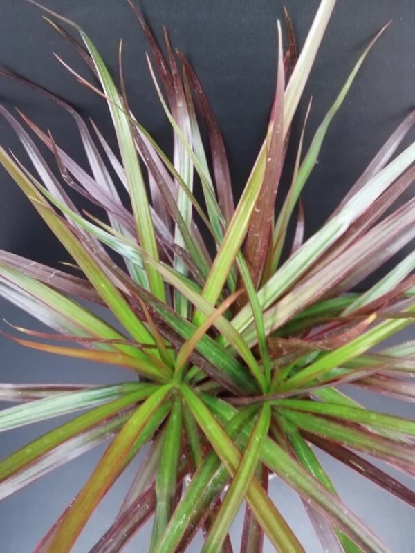 Dracaena marginata Magenta, pianta da interno