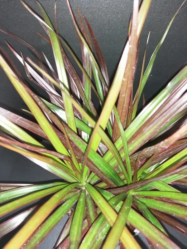 Dracaena marginata Magenta, foto 2