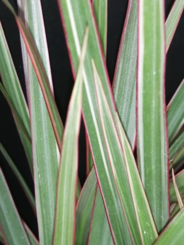 Dracaena marginata Tricolour, foto 2