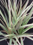 Dracaena marginata Tricolour