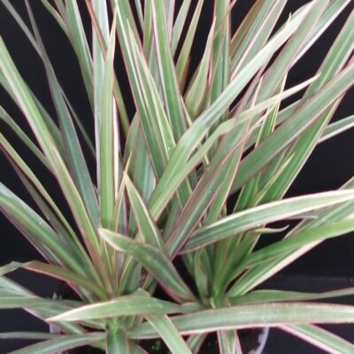 Dracaena marginata Tricolour