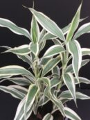 Dracaena sanderiana Victory