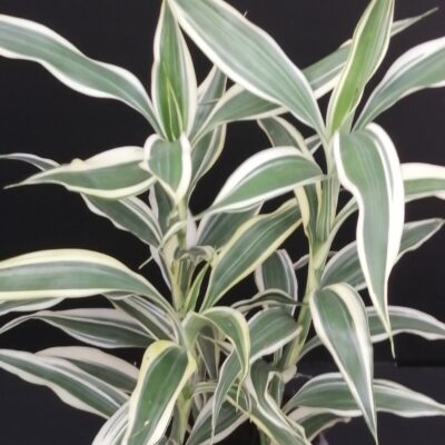 Dracaena sanderiana Victory