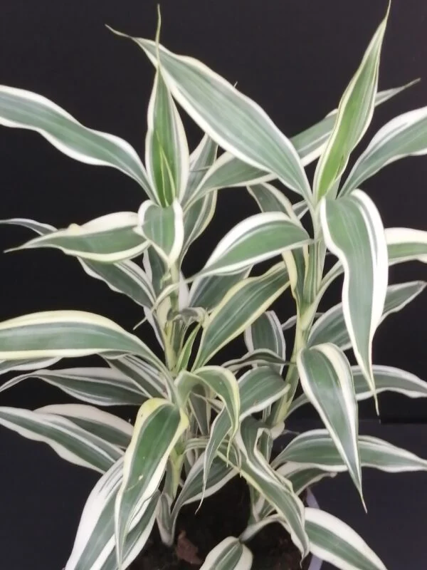 Dracaena sanderiana Victory, pianta da interno