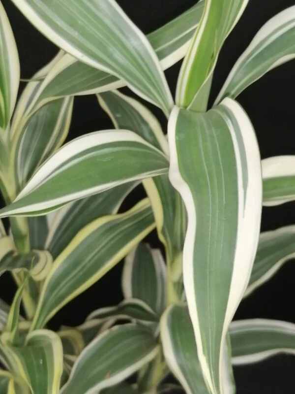 Dracaena sanderiana Victory, foto 2