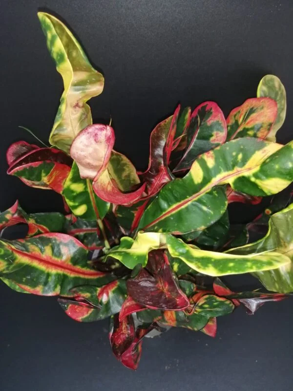 Codiaeum variegatum Mammy Croton, foto 2