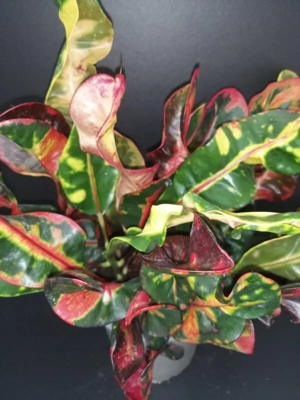 Codiaeum variegatum Mammy Croton, pianta da interno