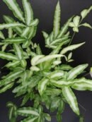 Pteris cretica albolineata