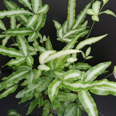 Pteris cretica albolineata