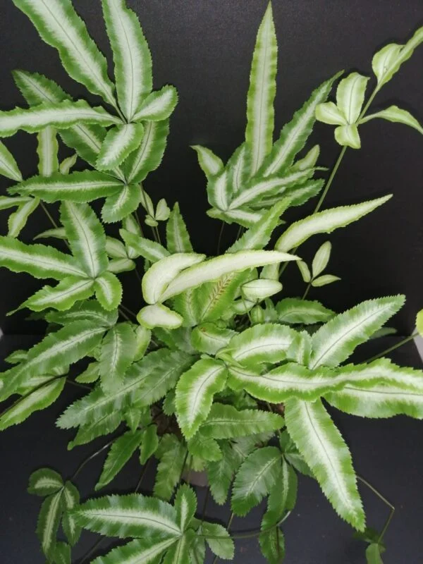 Pteris cretica albolineata, pianta da interno
