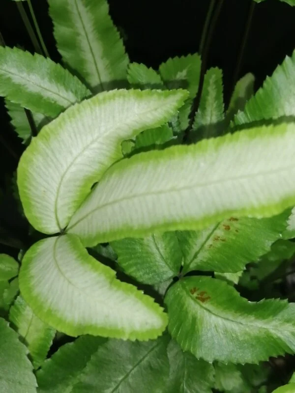 Pteris cretica albolineata, foto 2