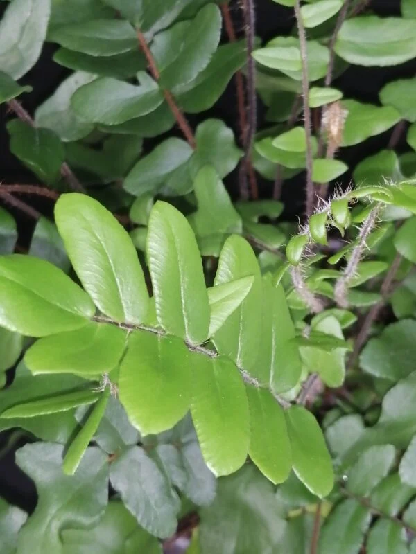 Pellaea falcata, foto 2