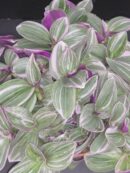 Tradescantia Sweet Sweetness