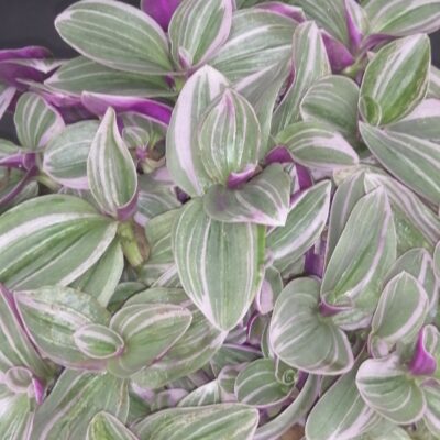 Tradescantia Sweet Sweetness