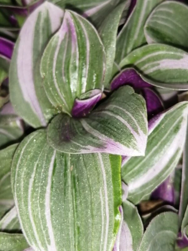 Tradescantia Sweet Sweetness, foto 2
