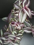 Tradescantia zebrina Deep Purple