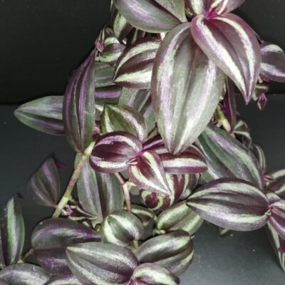 Tradescantia zebrina Deep Purple