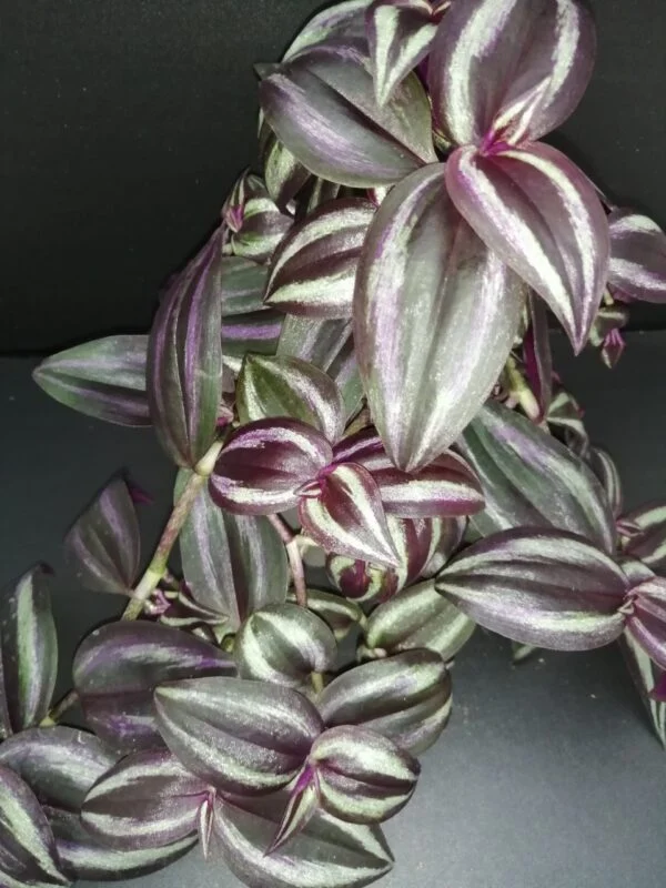 Tradescantia zebrina Deep Purple, pianta da interno e da esterno