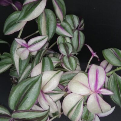 Tradescantia zebrina 'Quadricolor'