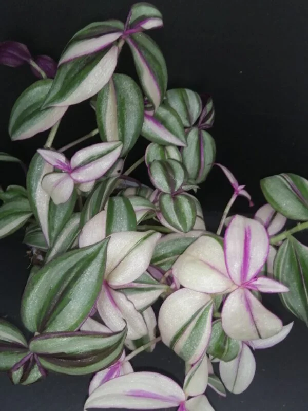 Tradescantia zebrina 'Quadricolor', pianta da interno e da esterno