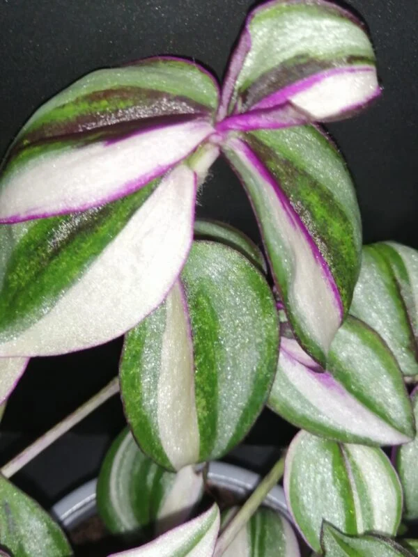 Tradescantia zebrina 'Quadricolor', foto 3
