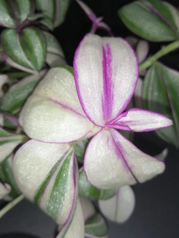 Tradescantia zebrina 'Quadricolor', foto 2