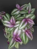Tradescantia zebrina Evanesce
