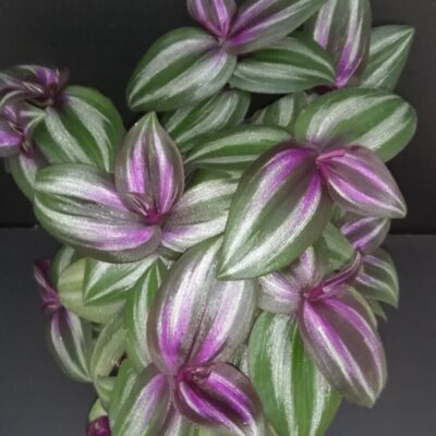 Tradescantia zebrina Evanesce