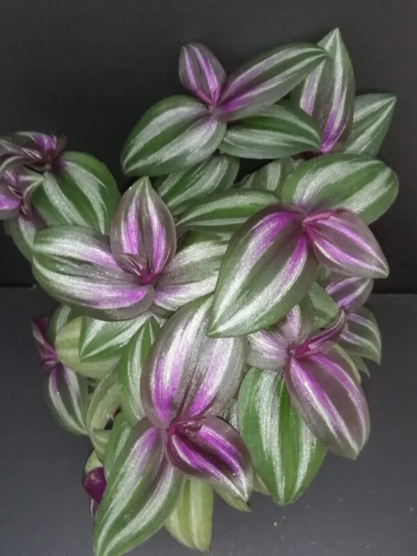 Tradescantia zebrina Evanescens, pianta da interno e da esterno