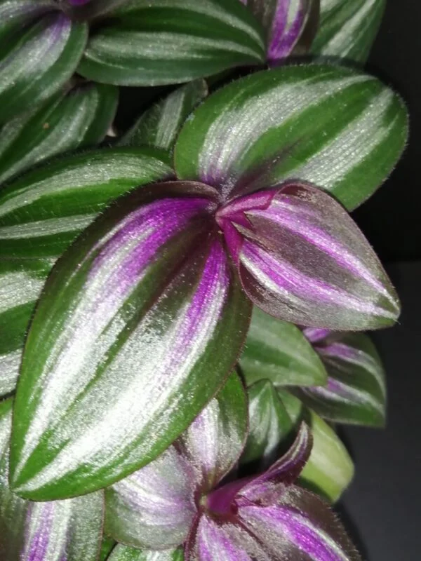 Tradescantia zebrina Evanescens, foto 2