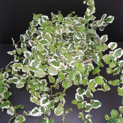 Ficus pumila White Sunny