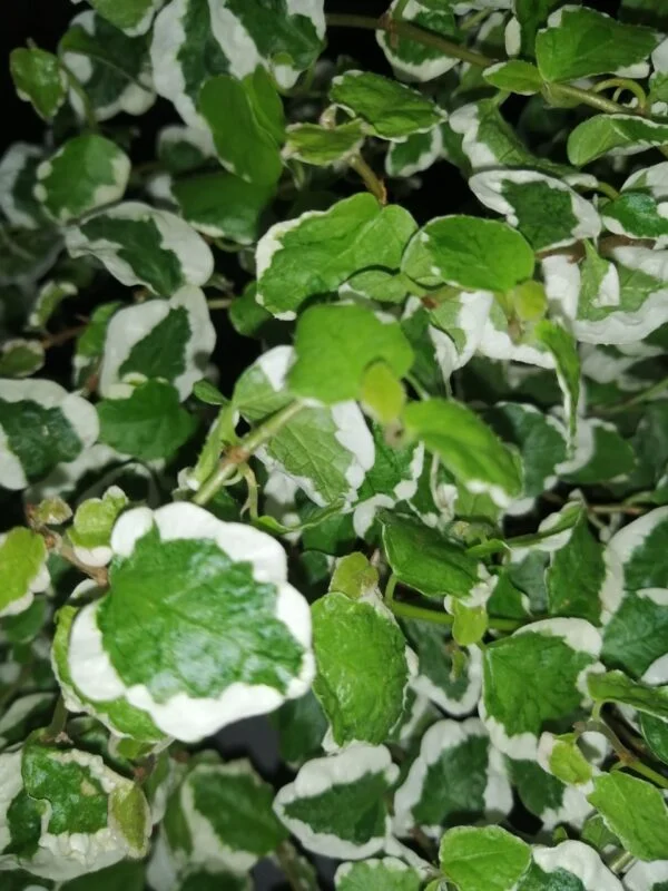 Ficus pumila White Sunny, foto 2
