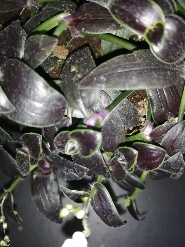 Gibasis Josè Puig, foto 6