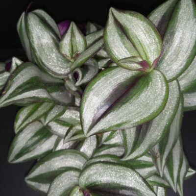 Tradescantia zebrina (Silver Smudge)